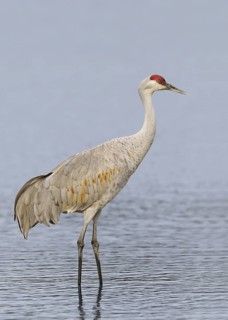 Sandhill Crane (Antigone canadensis), British Columbia, Canada