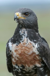 Jackal Buzzard (Buteo rufofuscus) captive, Mpumalanga, South Africa
