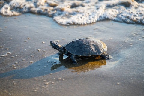 Turtle at the water's edge with waves lapping the shore, Balkan pond turtle (Mauremys rivulata),