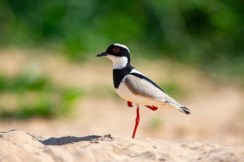 Cayenne plover (Vanellus cayanus) Pantanal Brazil
