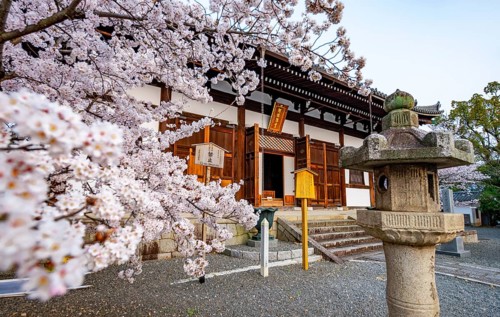 Cherry blossom at Buddhist temple, Amidado, Konkai-Komyoji Temple, Kyoto, Japan