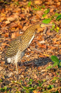 Rufescent tiger heron (Tigrisoma lineatum) Pantanal Brazil