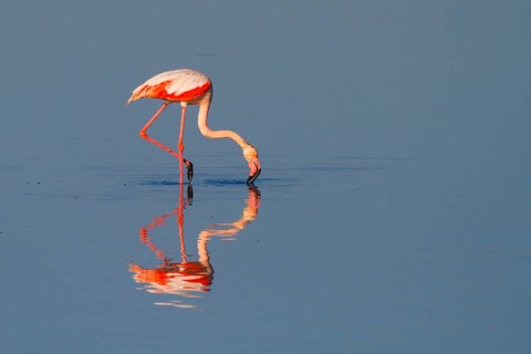 Greater Flamingo (Phoenicopterus roseus), Greece
