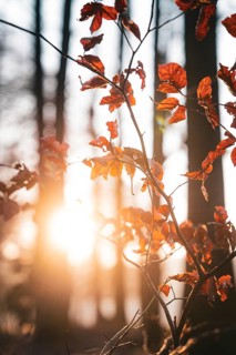 Close-up of autumn leaves, illuminated by warm sunlight, Gechingen, district of Calw, Black Forest,