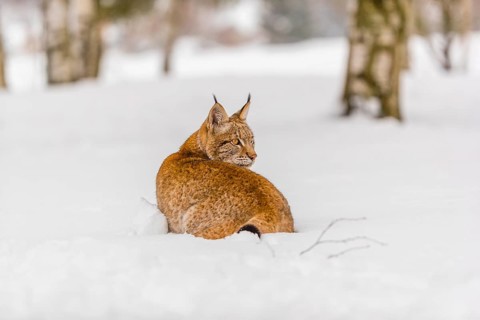 One young male Eurasian lynx, (Lynx lynx), runing over a deep snow covered meadow with a forest in