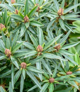 Rhododendron ponticum (Rhododendron 'Graziella'), BS Sämann, Germany