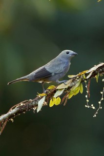 Palm Tanager (Thraupis palmarum) perched on a branch, Costa Rica