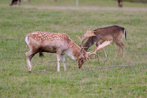 One male fallow deer (Dama dama) stands on a meadow and fight with a branch lying around