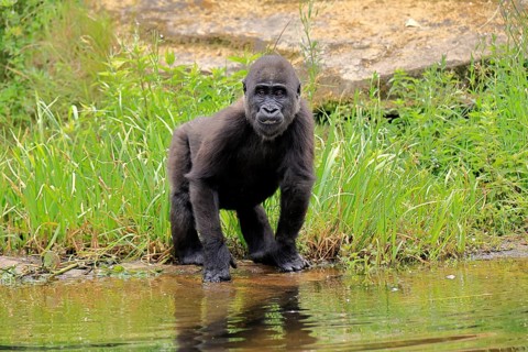 Western gorilla (Gorilla gorilla), young animal, at the water, alert