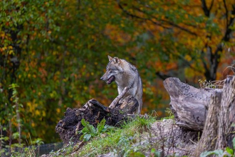 One eurasian gray wolf (Canis lupus lupus) standing between logs on a hill with a forest in fall