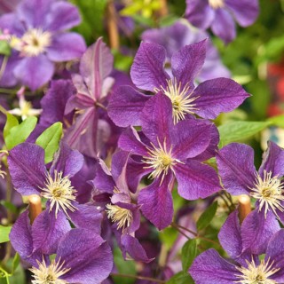 Clematis (Clematis 'Star of India'), Poland