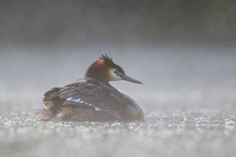 Great Crested Grebe (Podiceps cristatus) in the morning mists, North Rhine-Westphalia, Germany