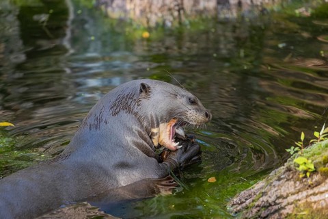 One giant otter or giant river otter (Pteronura brasiliensis) resting on a log lying in the water,