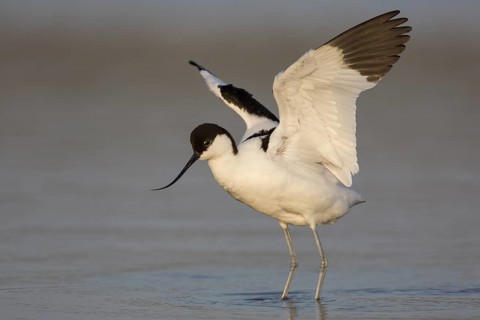 Pied Avocet (Recurvirostra avosetta), Texel, Netherlands