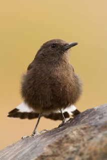 Black Wheatear (Oenanthe leucura) female, Morocco