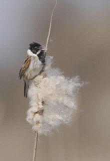 Common Reed Bunting (Emberiza schoeniclus) male singing, Saxony, Germany