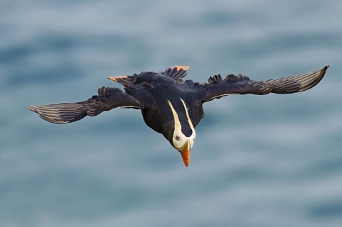 Tufted Puffin (Fratercula cirrhata), Alaska, USA