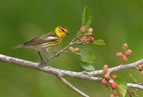 Cape May Warbler (Setophaga tigrina) male perched on a branch, Texas, USA