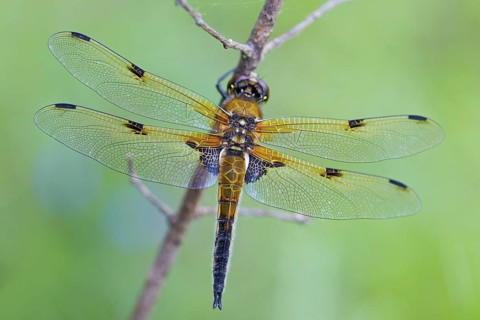 Four-spotted dragonfly, (Libellula quadrimaculata), dragonfly, large dragonfly, dragonflies,