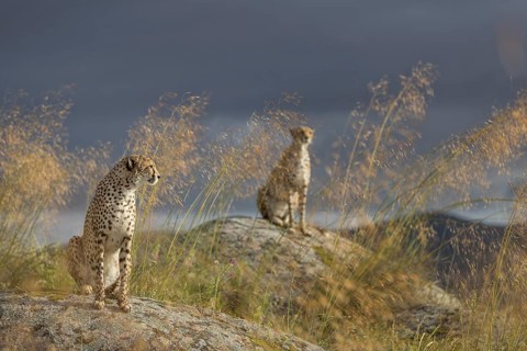 Cheetah (Acinonyx jubatus) two females sitting on rocks below dark clouds, Castile-La Mancha, Spain