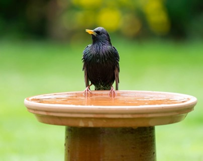 Starling (Sturnus vulgaris) standing on a bird bath, Lower Saxony, Germany