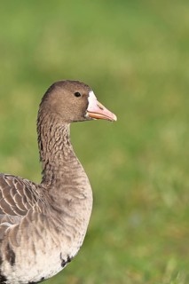 White-fronted goose (Anser albifrons), standing in a meadow in the wintering area, animal portrait,