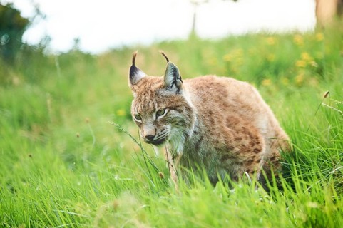 Eurasian lynx (Lynx lynx) sitting in the grass, Wildpark Aurach, Kitzbühl, Tirol, Austria
