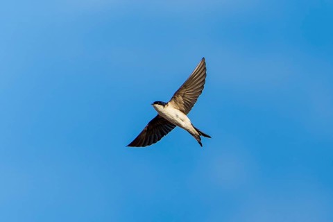 Swallow in flight in front of a clear blue sky, House Martin (Delichon urbicum, Syn.: Delichon