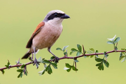Red-backed Shrike (Lanius collurio) male, Asturias, Spain