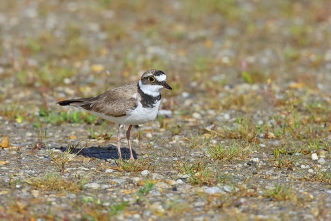 Little Ringed Plover (Charadrius dubius) adult bird standing on the lakeshore, Lake Neusiedl