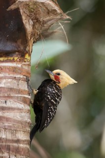Blond-crested Woodpecker (Celeus flavescens) male, Atlantic rainforest, Brazil