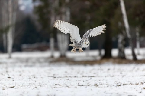 One snowy owl, Bubo scandiacus, Bubo scandiaca, Nyctea scandiaca flying over a snowy meadow with a