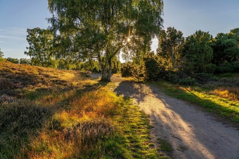 Westruper Heide, in the Hohe Mark Westmünsterland nature park Park, near Haltern am See, heather