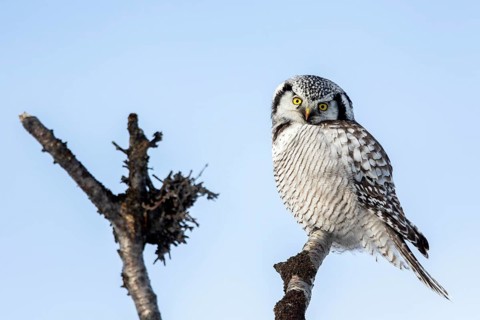 Northern Hawk-Owl (Surnia ulula), Norway
