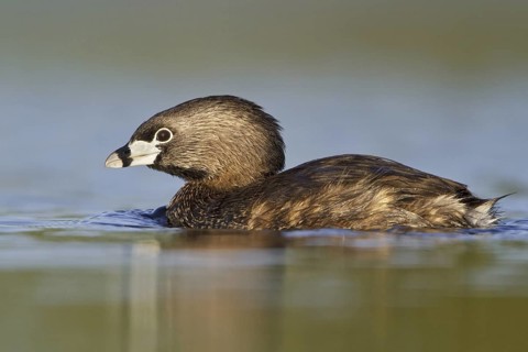 Pied-billed Grebe (Podilymbus podiceps), British Columbia, Canada