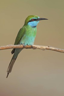 Green Bee-eater (Merops orientalis), Oman