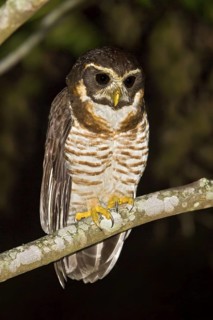 Band-bellied Owl (Pulsatrix melanota) perched on a branch in Bolivia, South America