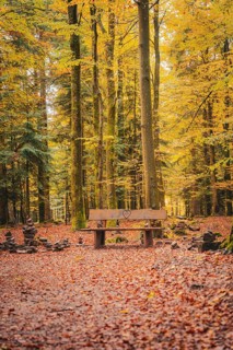 Forest with bench in autumn, Sommerberg, Bad Wildbad, Black Forest, Germany