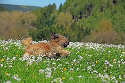Lhasa Apso, Lhasaterrier, lion dog, walking, flower meadow, Arnsberg, North Rhine-Westphalia,