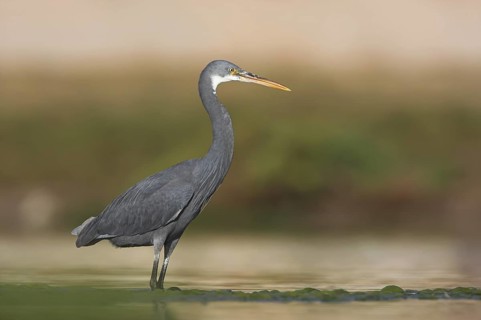 Western Reef Heron (Egretta gularis), Oman