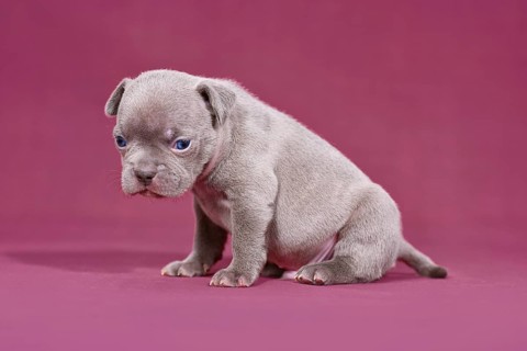 Cute 4 weeks young purebred French Bulldog puppy with long nose and tail sitting in front of purple