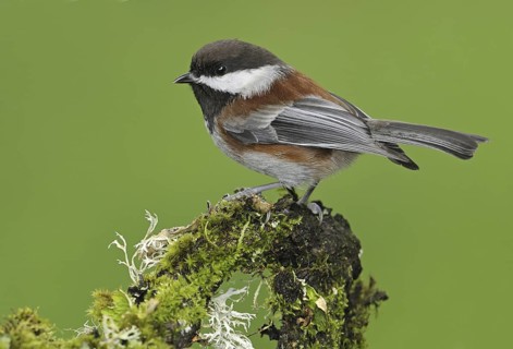 Chestnut-backed Chickadee (Poecile rufescens), British Columbia, Canada