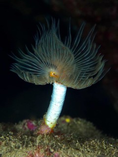 A light brown, fan-shaped creature, Protula tubularia (Protula tubularia), in front of a black