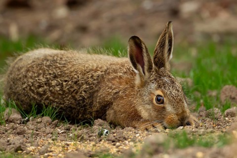 European brown hare (Lepus europaeus) juvenile leveret resting in a garden border, England, United