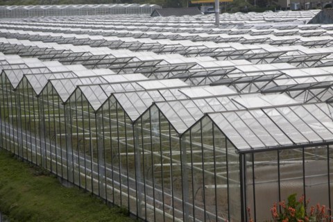 Greenhouses Monster Holland