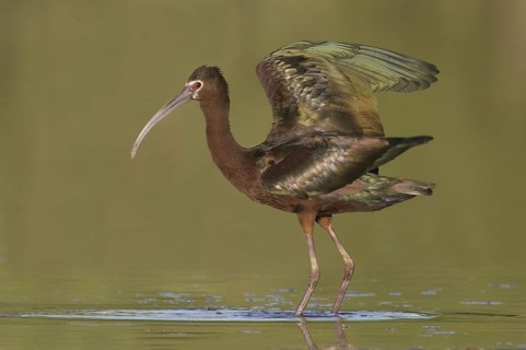 White-faced Ibis (Plegadis chihi), Arizona, USA