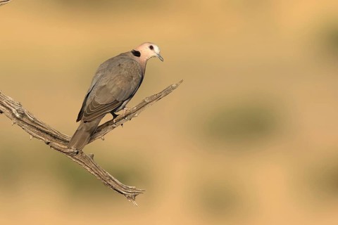 Kaapse tortelduif zittend op tak, Cape Turtle Dove sitting on branch
