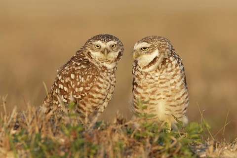 Burrowing Owl (Athene cunicularia) pair, Florida, USA