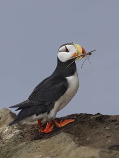 Horned Puffin (Fratercula corniculata), Alaska, USA