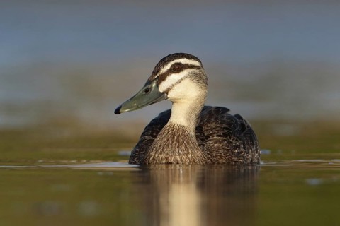 Pacific Black Duck (Anas superciliosa), Victoria, Australia